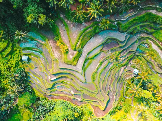 Aerial view of the Tegallalang rice terraces in Bali, Indonesia